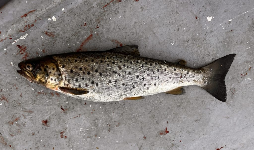 Kvälls fiske med öring